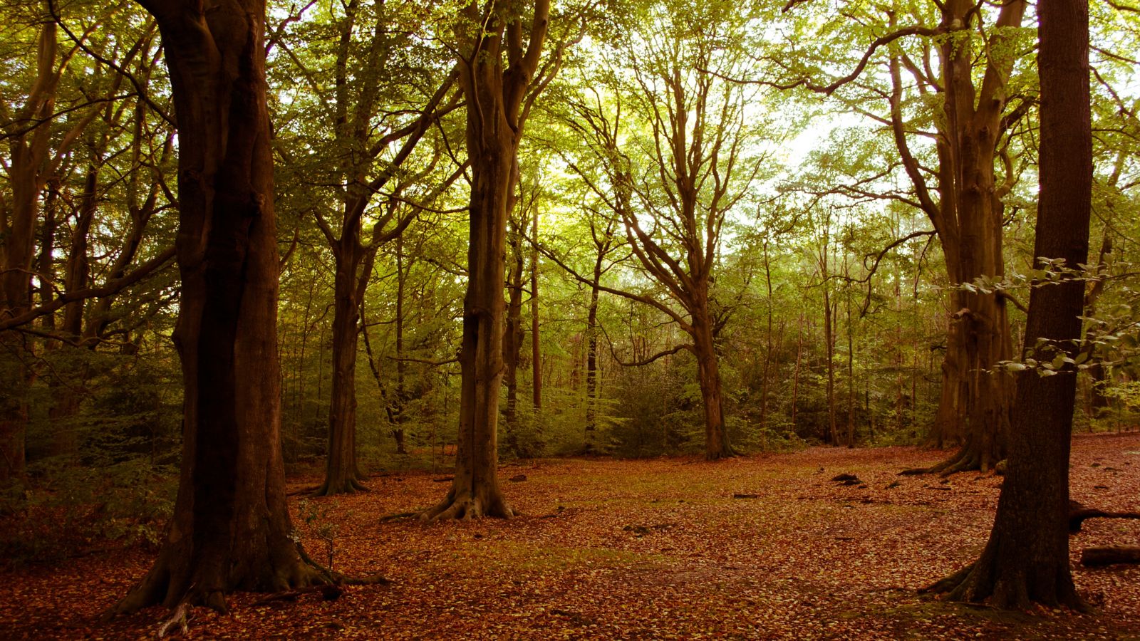 Edinburgh/fringe/festival