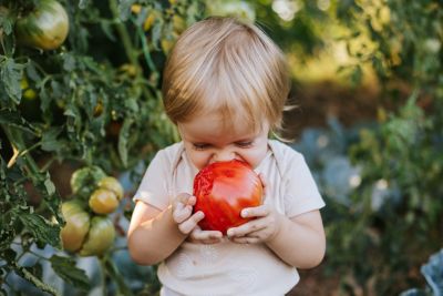 A toddler taking a bite out of a large, ripe tomato