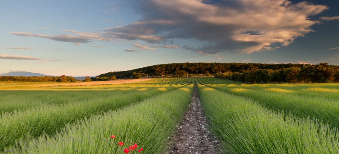 Golden Hour over the Lavender Fields of South France