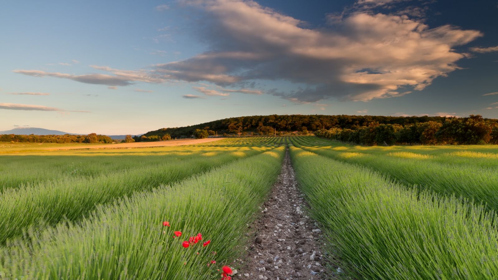 Golden Hour over the Lavender Fields of South France
