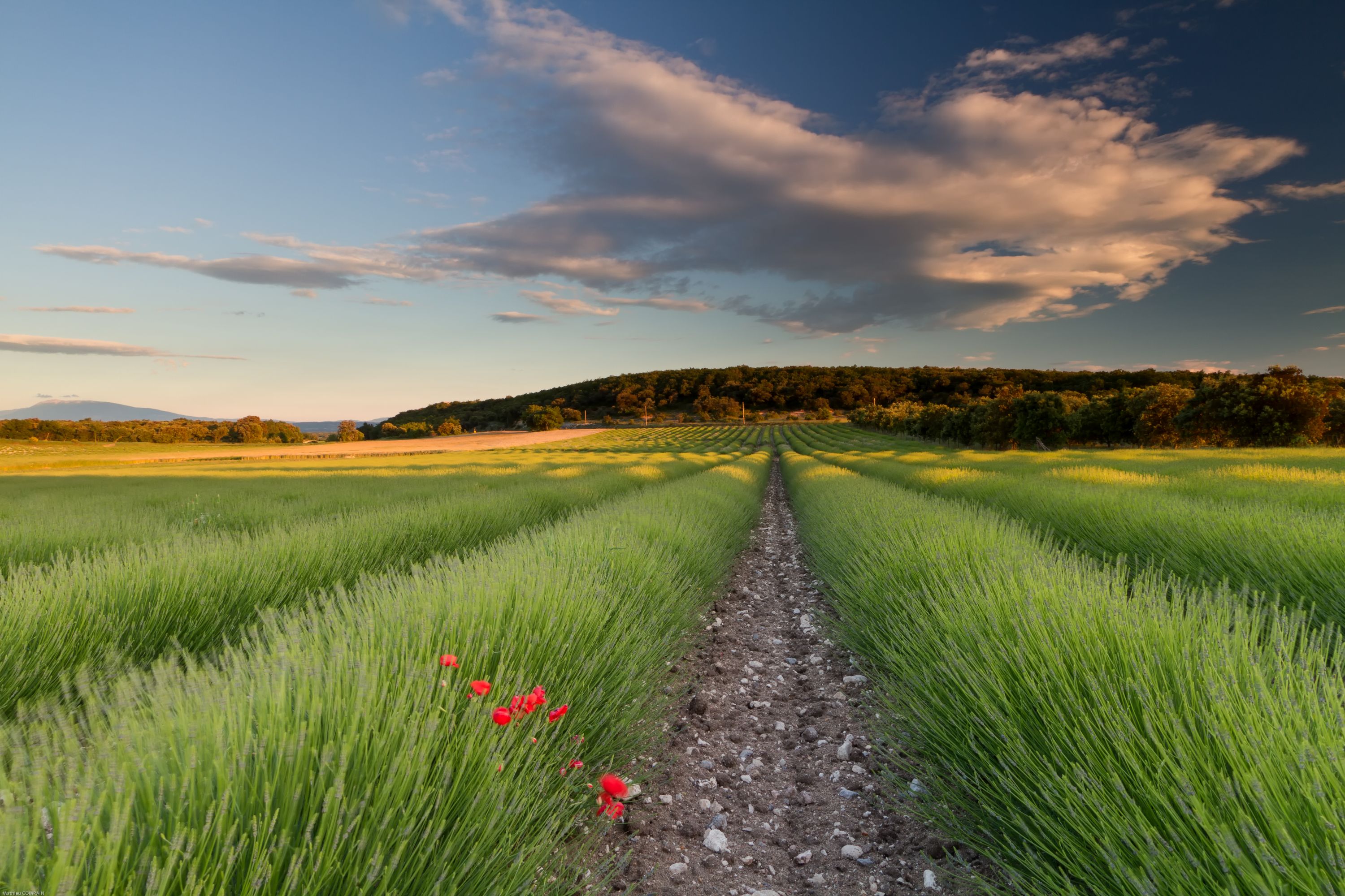 Golden Hour over the Lavender Fields of South France