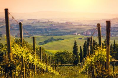 Lush green vineyards amid a pastoral landscape in Chianti, Tuscany