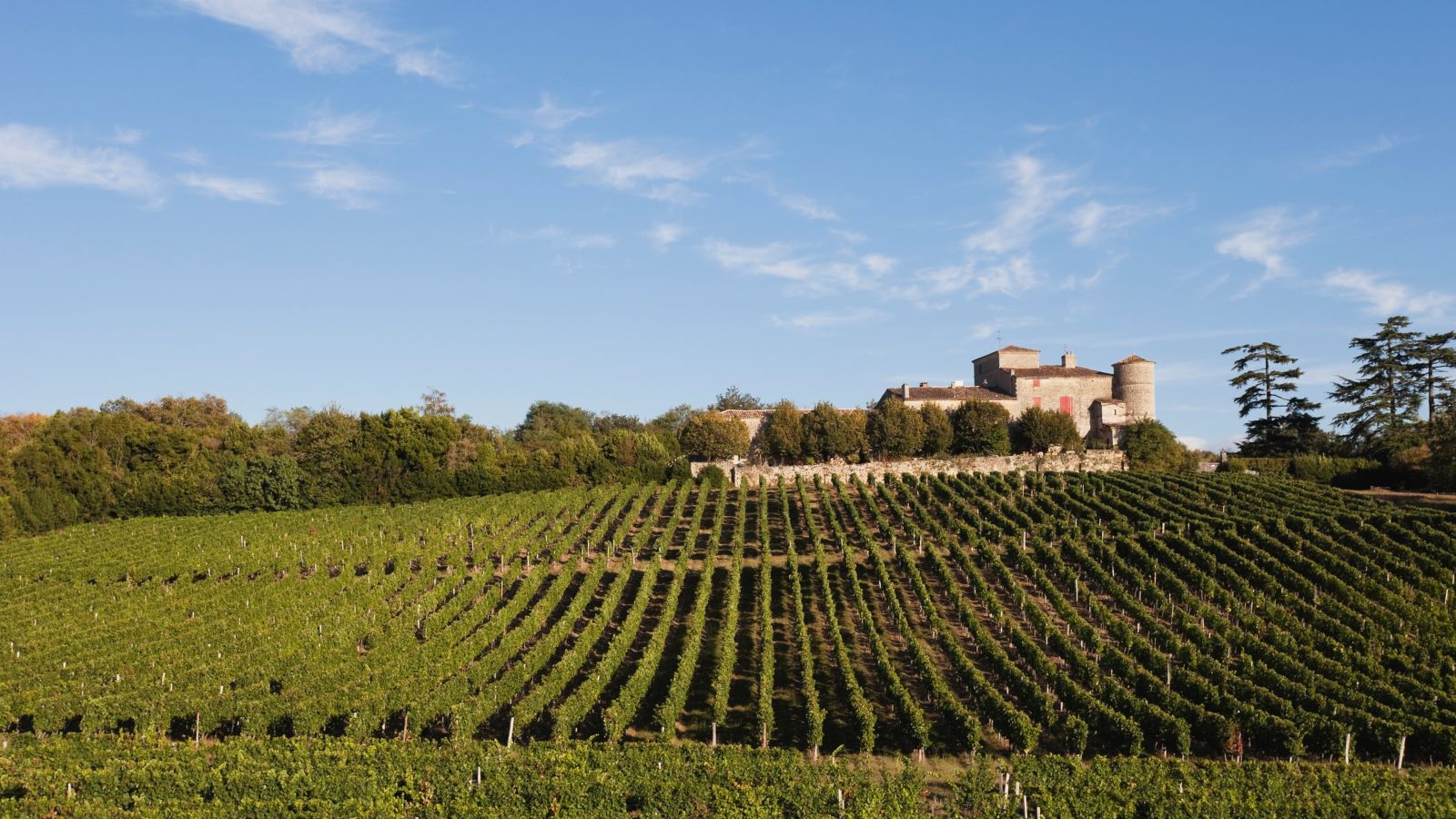France-Bordeaux-Vineyard