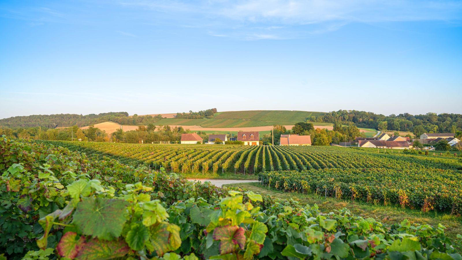 Golden Hour in the Vineyards of Champagne, France