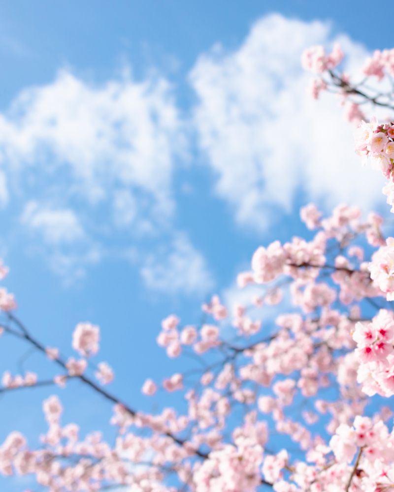 국내 및 일본 주요 벚꽃 명소 인근 호텔에서 가장 아름다운 봄의 순간을 만나보세요