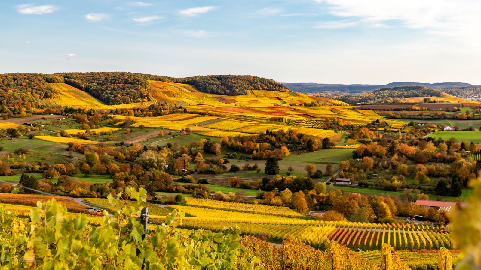 Golden vineyards in autumn, Scheuerberg, Neckarsulm, Germany