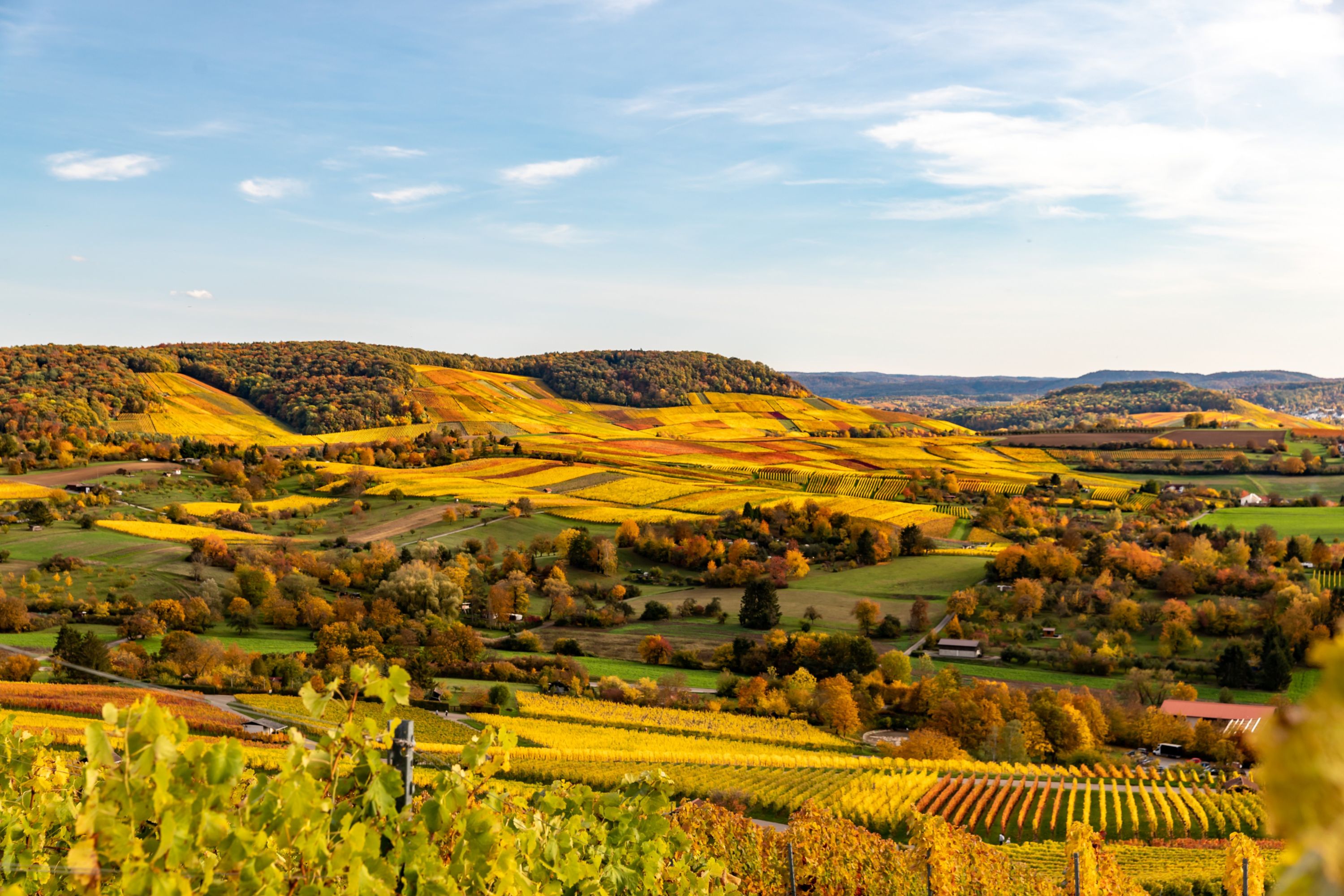 Golden vineyards in autumn, Scheuerberg, Neckarsulm, Germany