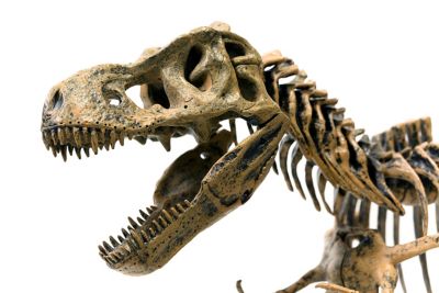A T-rex skeleton with open jaws and rows of sharp teeth