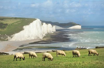 White chalk Seven Sisters cliffs overlooking the English Channel, with grazing sheep in the foreground