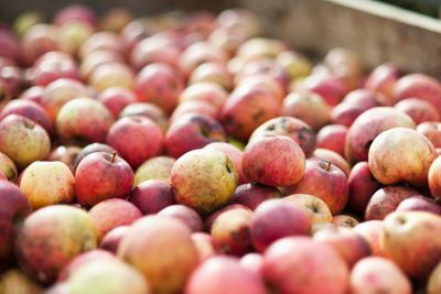 Pommes fraîches normandes utilisées pour la production de cidre