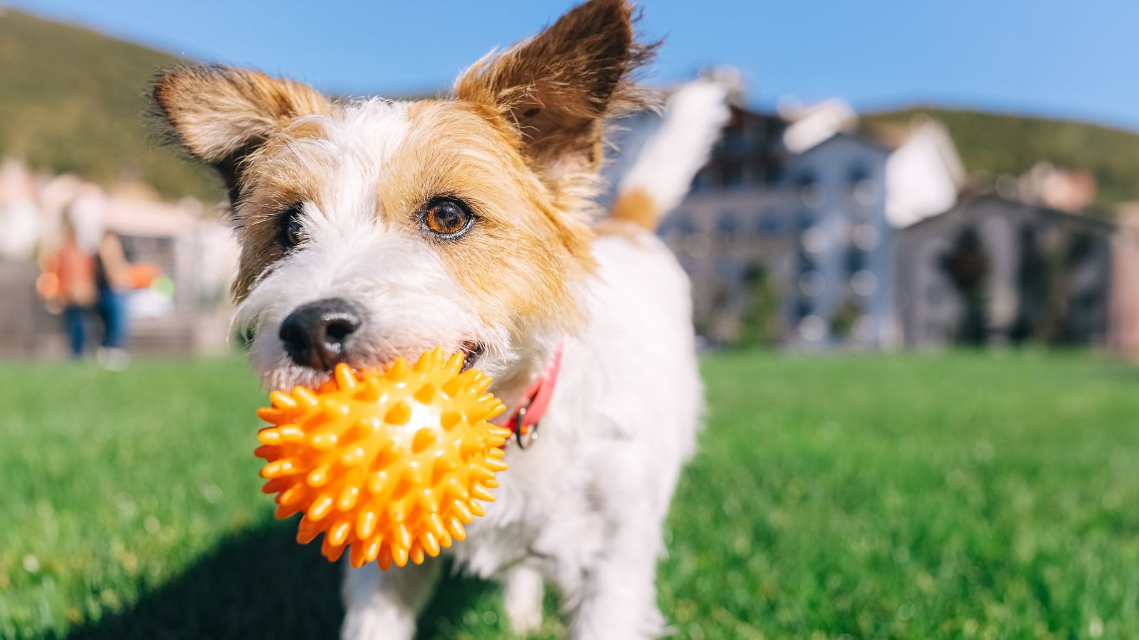 Viaduct Harbour in Auckland City