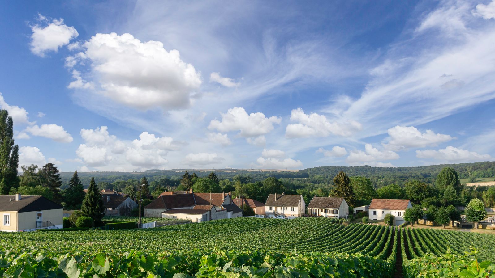 Vineyards and Village in Reims, France