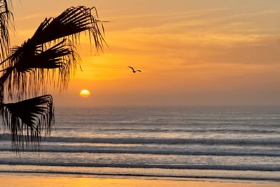 An Atlantic Ocean beach in Agadir, Morocco at sunset with the silhouette of a palm tree