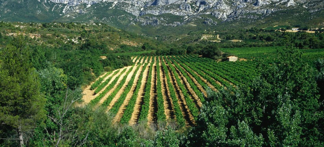 Vineyards in Summer, Montagne Sainte-Victoire, France