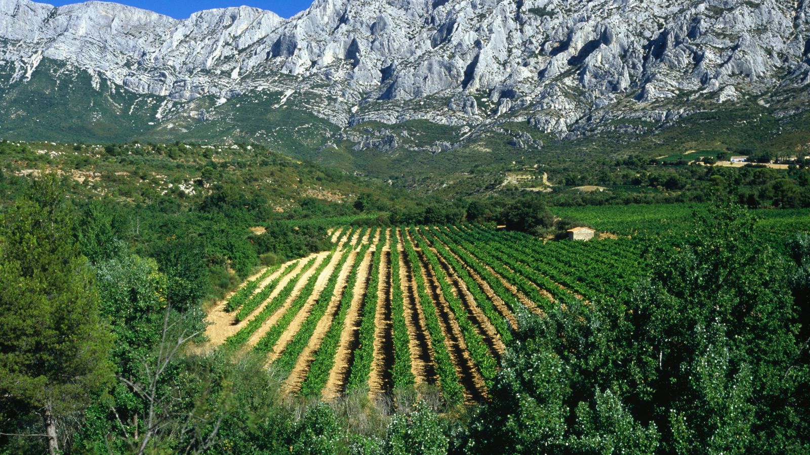 Vineyards in Summer, Montagne Sainte-Victoire, France