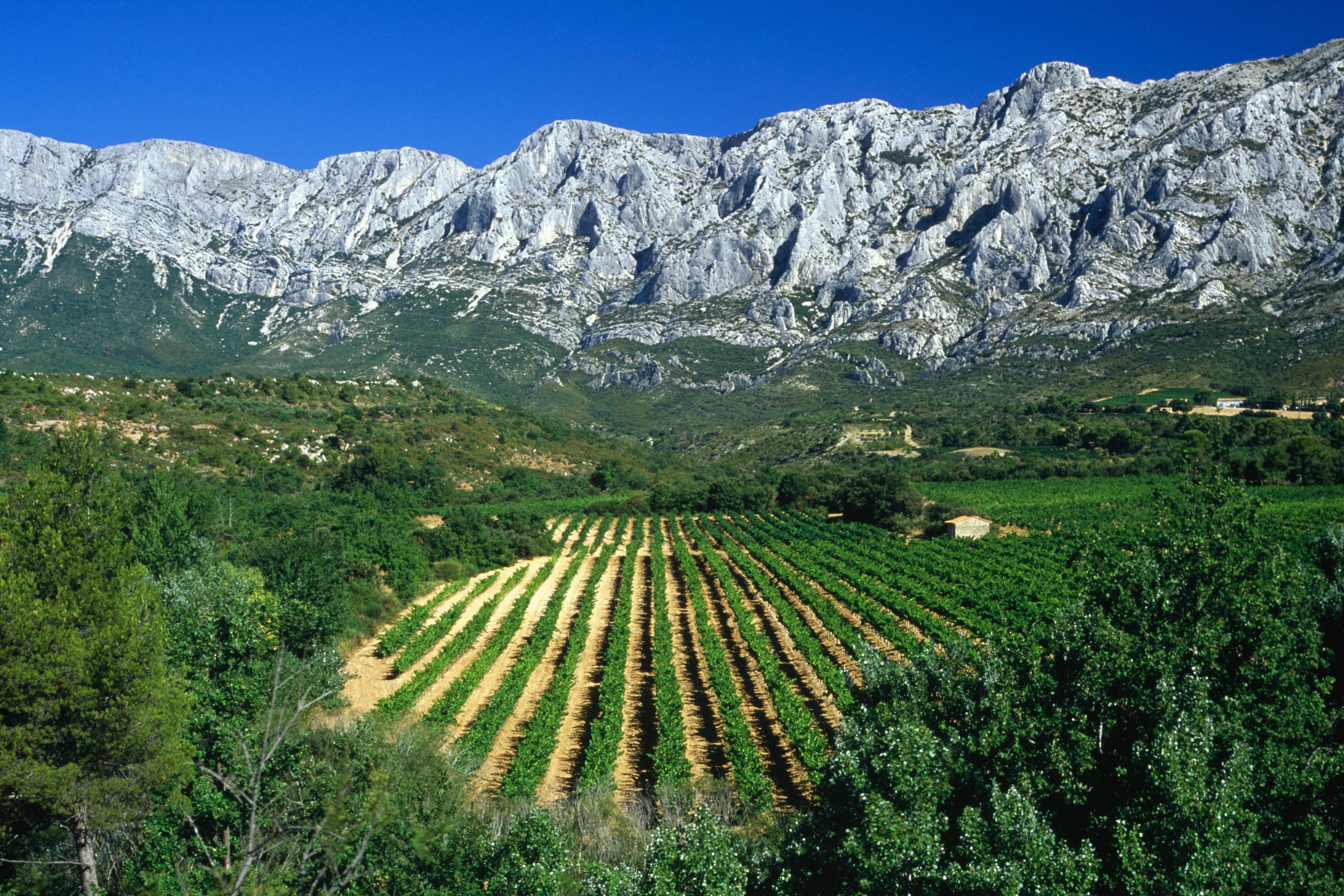 Vineyards in Summer, Montagne Sainte-Victoire, France