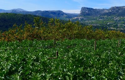 A lush vineyard in Bellet near Nice, France