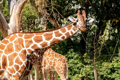 Giraffen im Tiergarten Hellabrunn in München, ein schönes Ziel für Familien mit Kindern