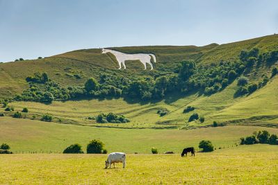 Westbury White Horse in the Wiltshire hills, with a giant horse figure cut into the landscape