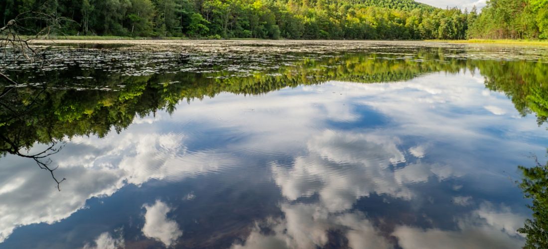 Serene Reflections at Étang de Lieschbach, Vosges du Nord