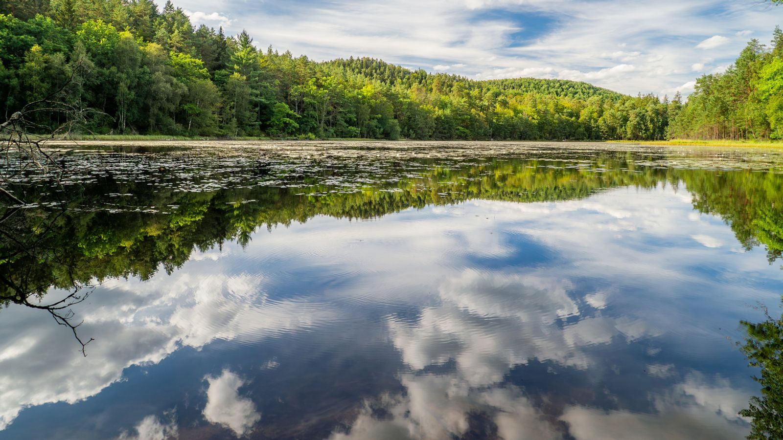 Serene Reflections at Étang de Lieschbach, Vosges du Nord