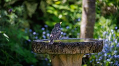 A bird perched on a birdbath amid lush foliage in an English garden