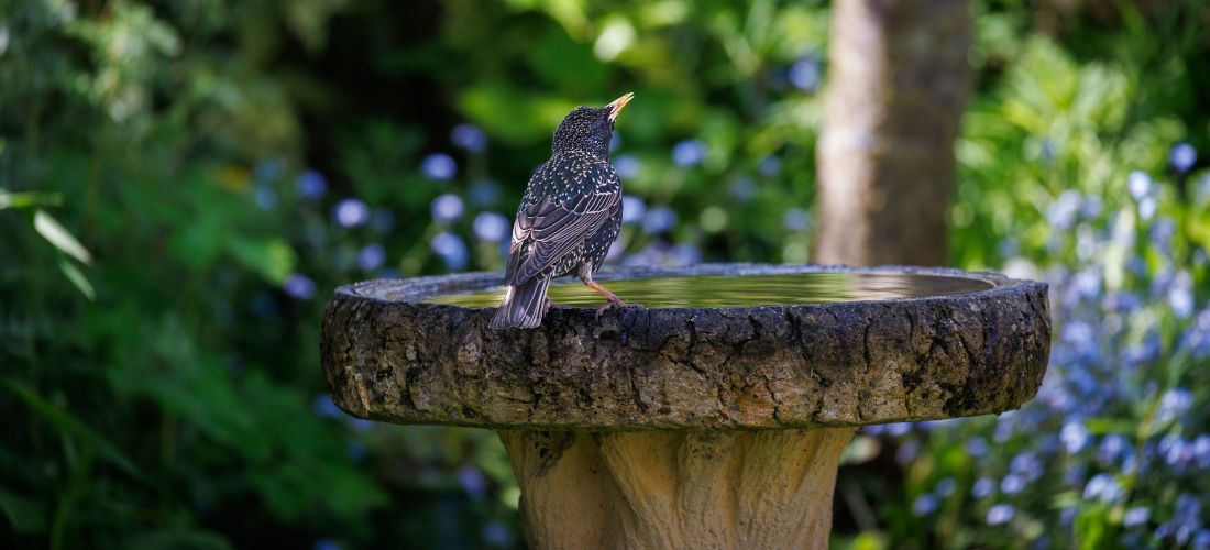 Starling at a bird bath in a garden
