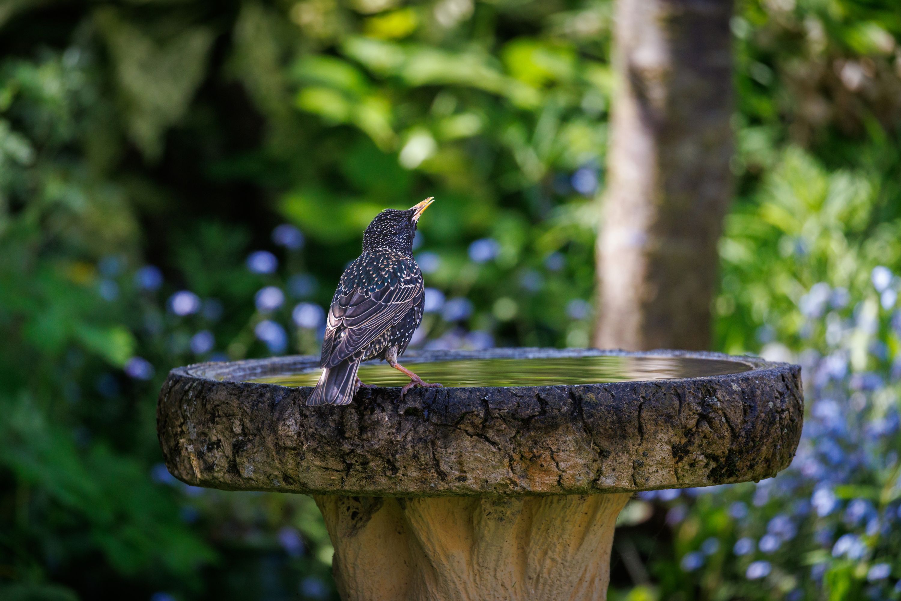 Starling at a bird bath in a garden