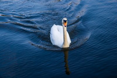 A white swan on the River Thames in Windsor, England