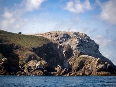 Colonie de fous de Bassan perchés sur l'île Rouzic, dans l'archipel des Sept Îles en Bretagne