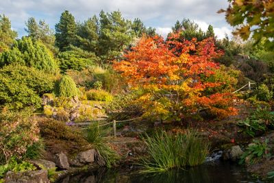 Royal Botanic Garden in Edinburgh im Herbst, mit Wasserlauf und bunt gefärbten Bäumen