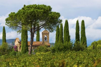 A small stone building amid cypress trees and lush grapevines in Suvereto, Tuscany
