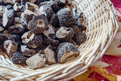 A basket of fresh black truffles in France