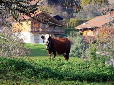 Chalets and a brown-and-white cow in Evian-Les-Bains, Haute-Savoie, France