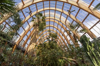 The curved glass roof of the Winter Garden glasshouse in Sheffield city centre