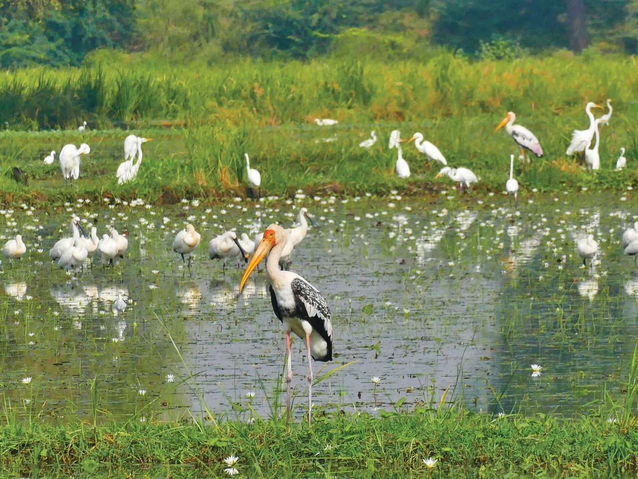 Egrets, Painted Storks, and Spoonbills are all waterbirds that frequently inhabit ponds and other water bodies.