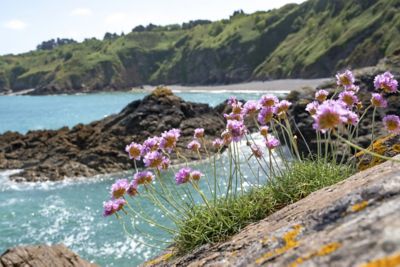 Delicate flowers on the dramatic GR34 coastal path in Brittany, France