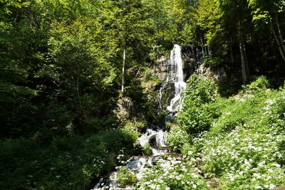 Cascade du Hohwald au milieu d’une nature verdoyante, dans une forêt des Vosges