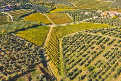 A patchwork of vineyards at Castello di Ama, high in Tuscany's Chianti hills