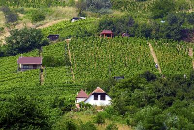 Simple, gabled houses nestled in lush vineyards in Tokaj, Hungary