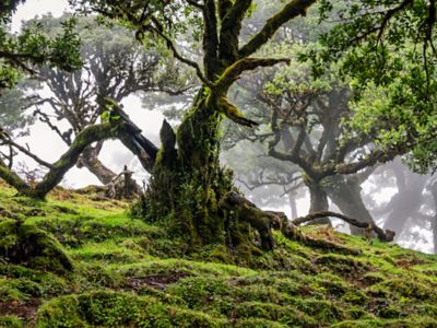 Troncs tortueux et atmosphère brumeuse dans la forêt du Fanal, idéale pour la sylvothérapie sur l'île de Madère au Portugal
