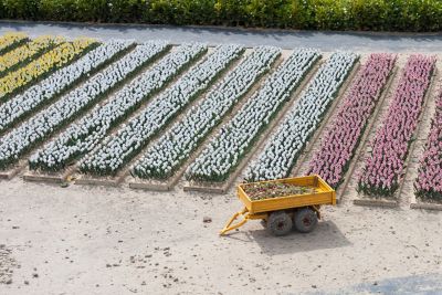 Champs de fleurs miniatures à Madurodam 