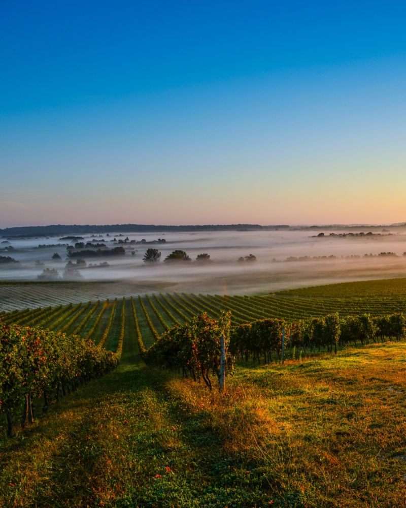Vineyard Sunrise in Bordeaux