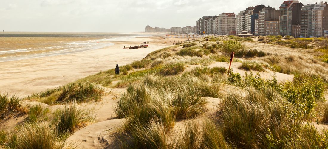 Seaside Serenity: Dunes and Beach near Zeebrugge