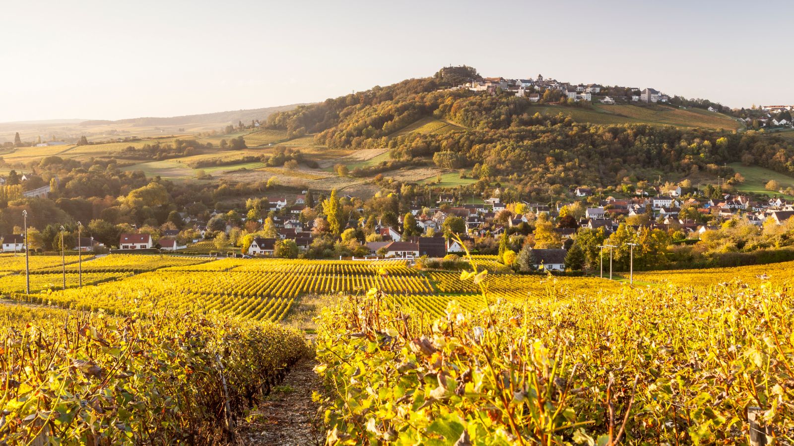 Golden Autumn in the Vineyards of Sancerre, France