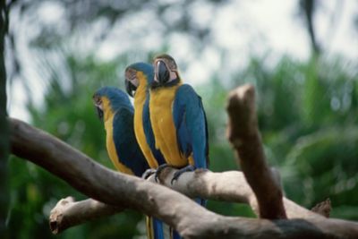 Trio of blue-and-yellow macaws sitting on a branch
