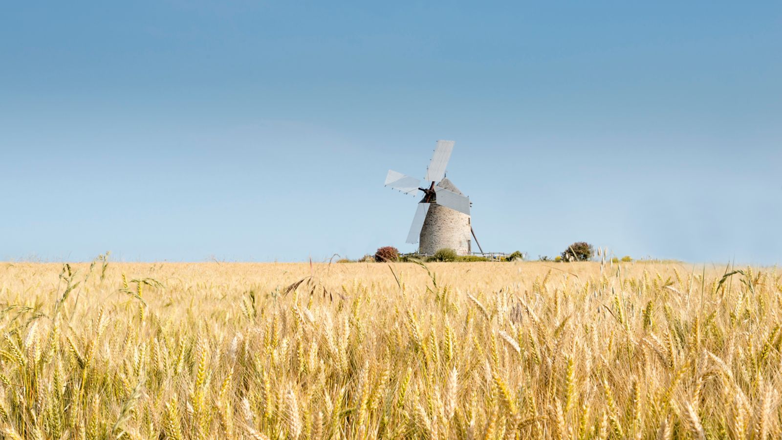 Windmill in a Golden Wheat Field, Normandy, France