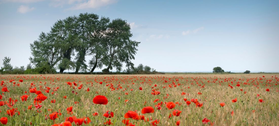 Poppy Field Tranquility in Normandy, France