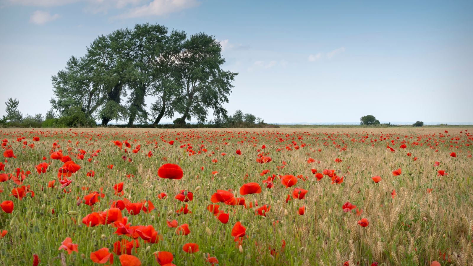 Poppy Field Tranquility in Normandy, France