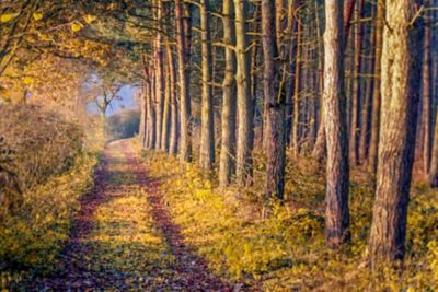 A walking trail flanked by undergrowth and trees in Sherwood Forest, Nottingham, in autumn